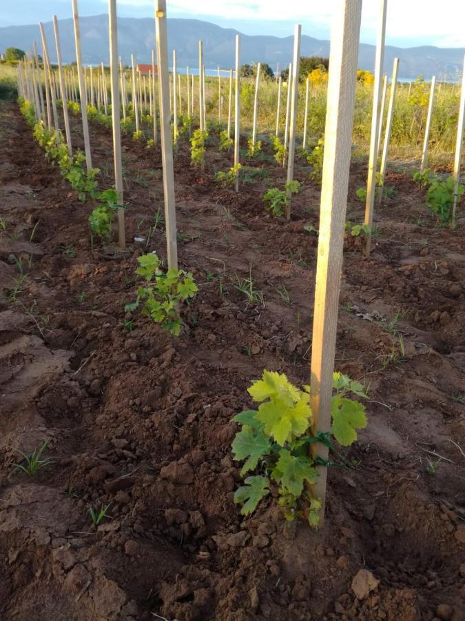 Adrian'S Apartments & Winery Lumbarda Zewnętrze zdjęcie